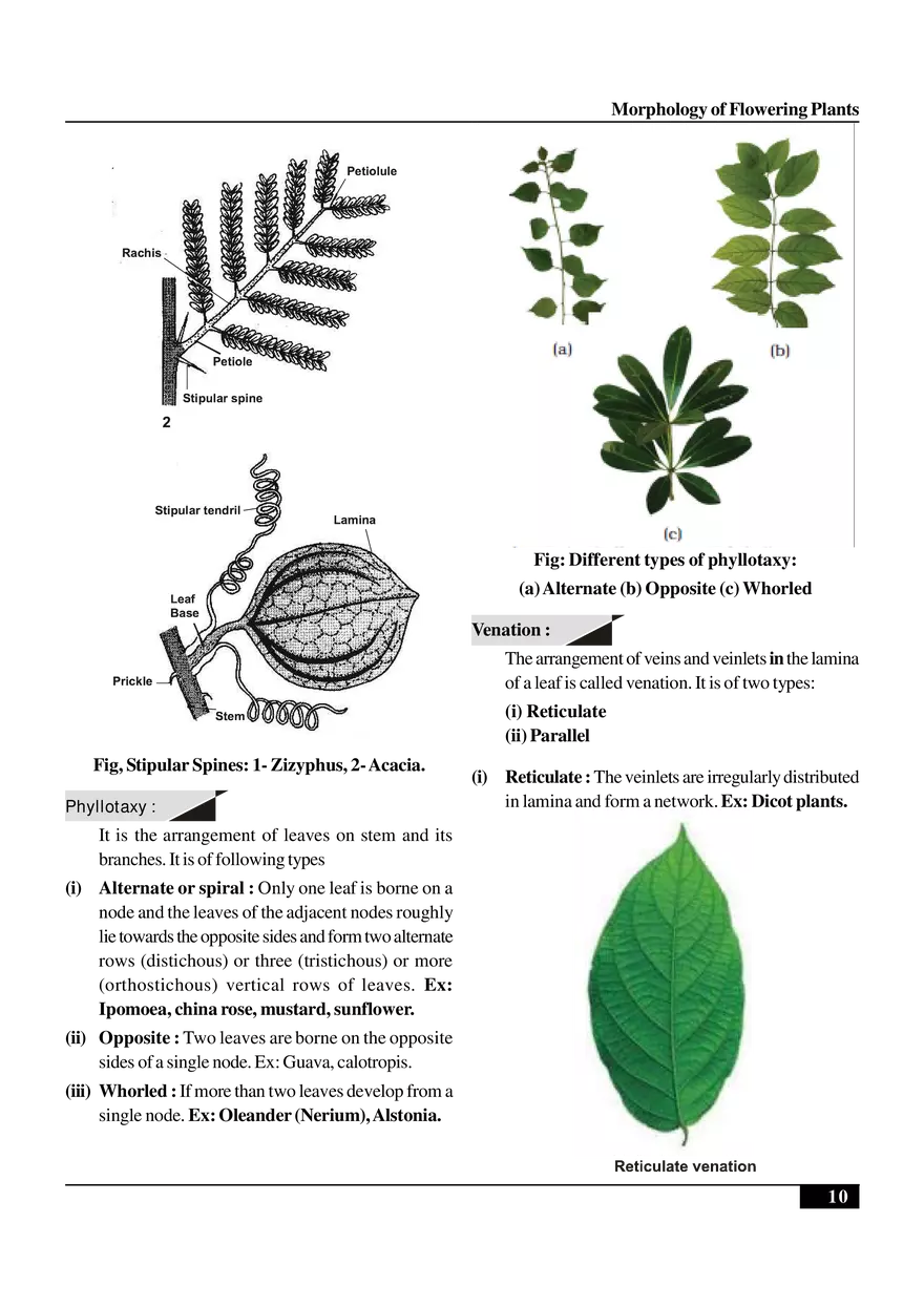 Morphology of Flowering Plants - Page 23