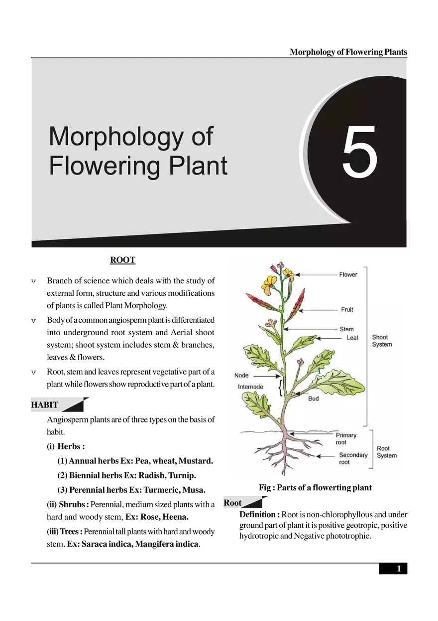 Morphology of Flowering Plants - Page 1