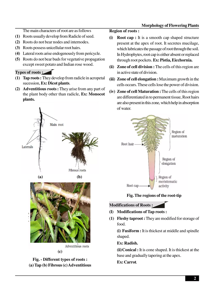 Morphology of Flowering Plants - Page 2