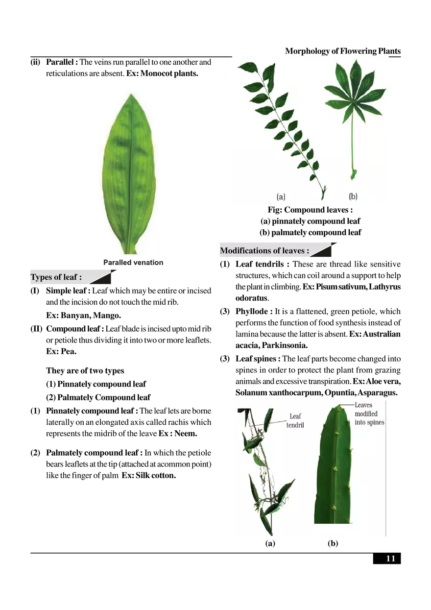 Morphology of Flowering Plants - Page 3