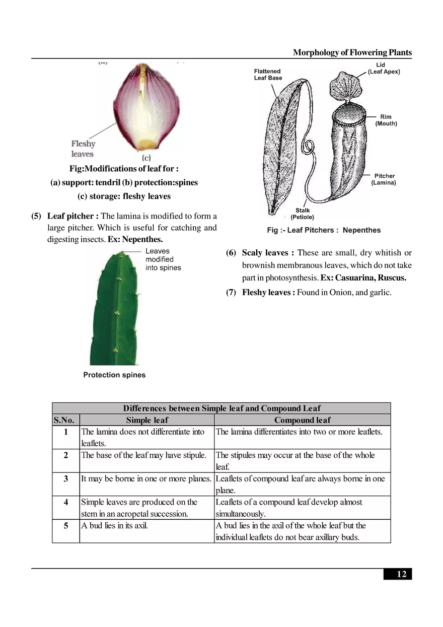 Morphology of Flowering Plants - Page 4