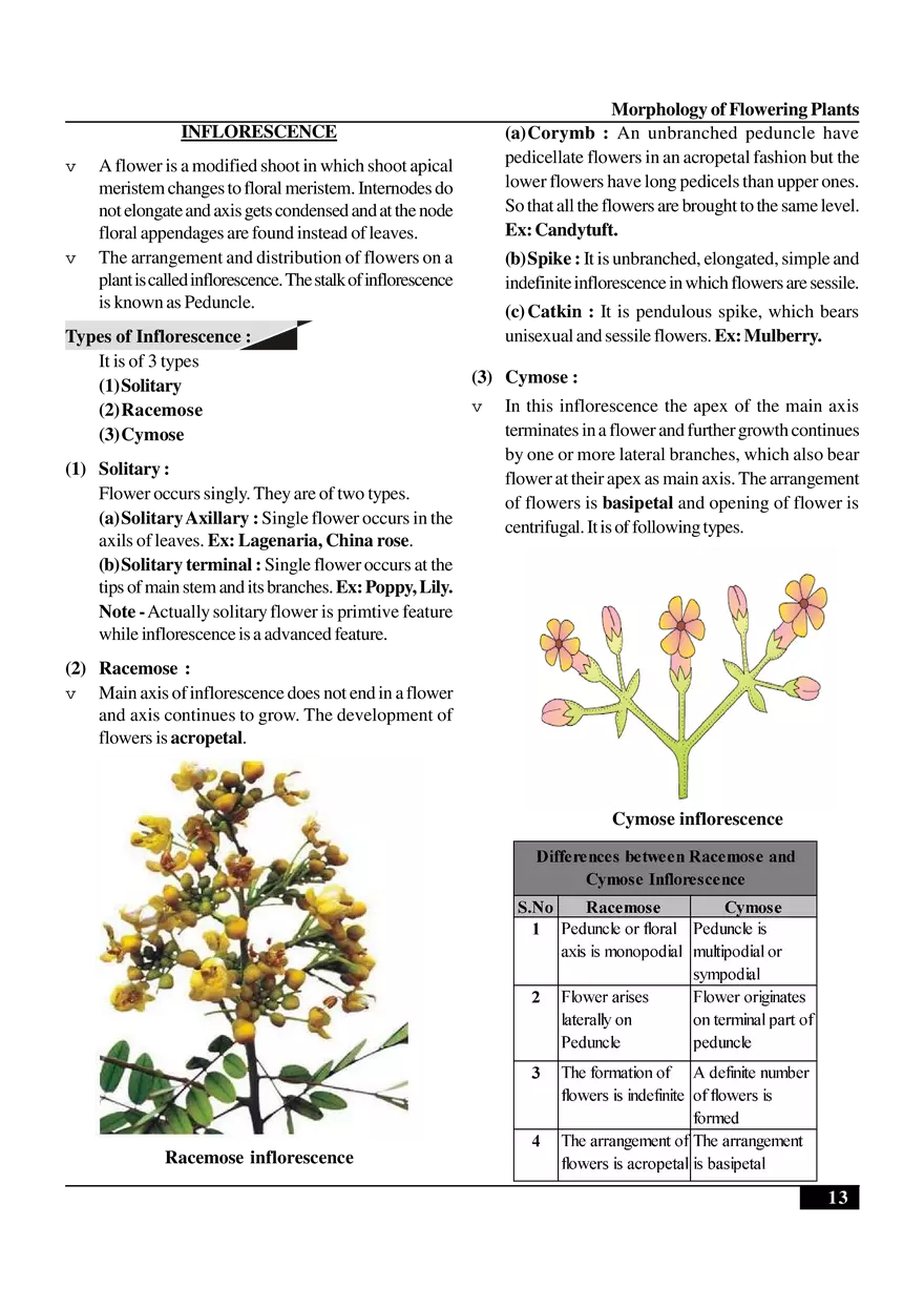Morphology of Flowering Plants - Page 5