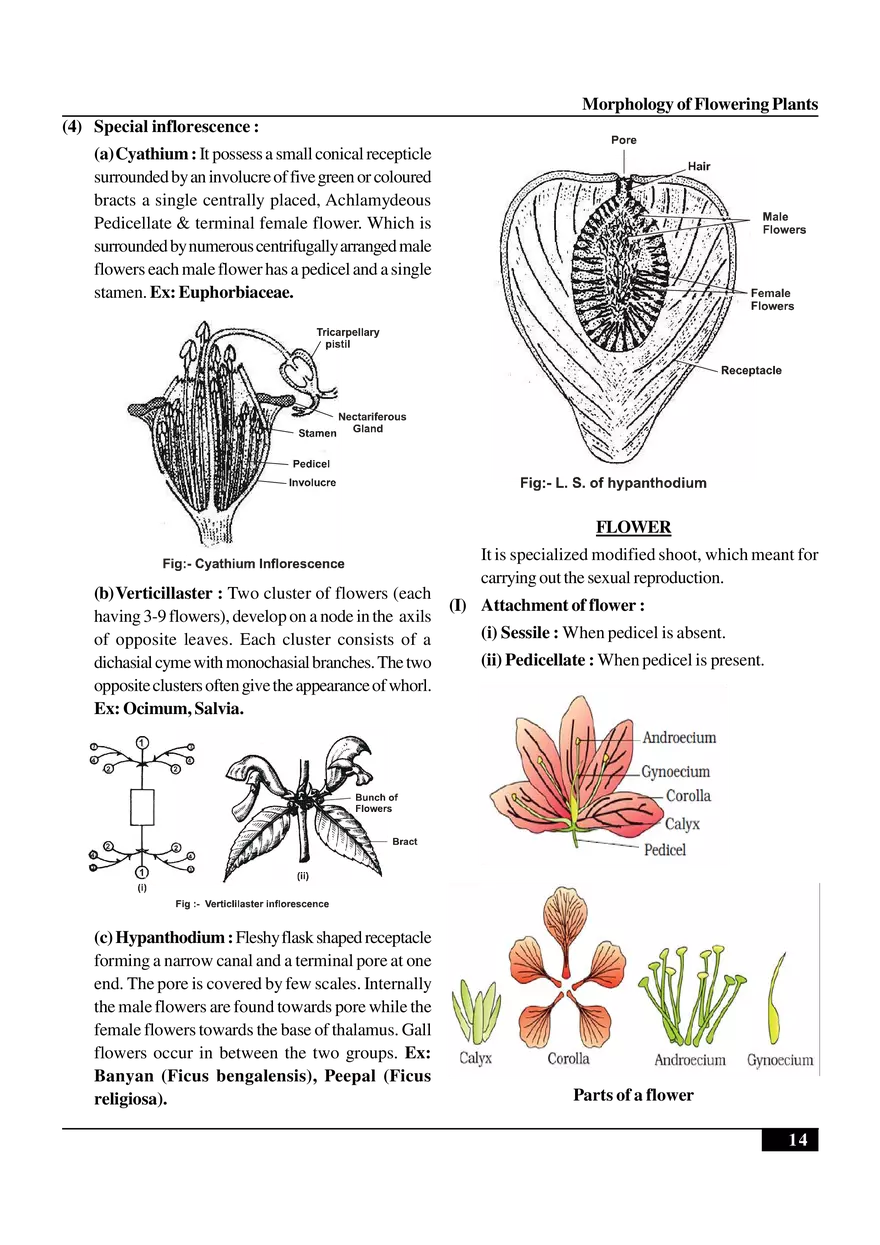 Morphology of Flowering Plants - Page 6