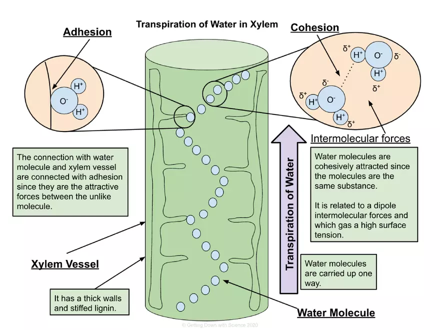 Structure of Water and Hydrogen Bonding - Page 14
