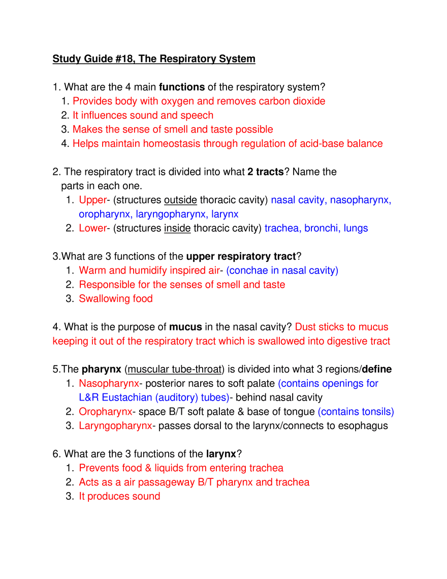 Study Guide #18, The Respiratory System - Page 1