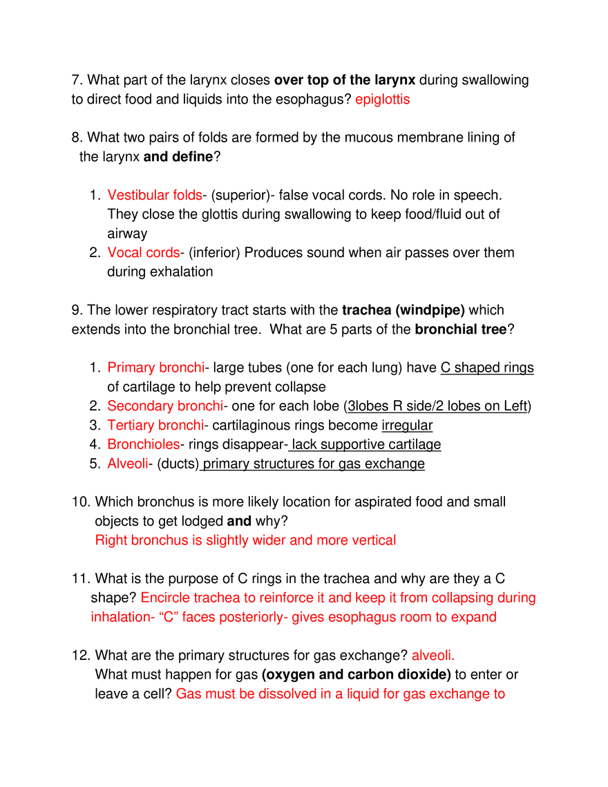 Study Guide #18, The Respiratory System - Page 2