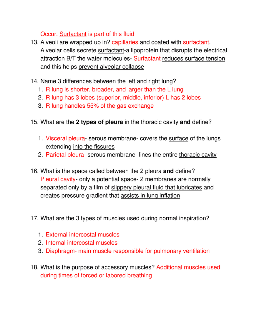 Study Guide #18, The Respiratory System - Page 3