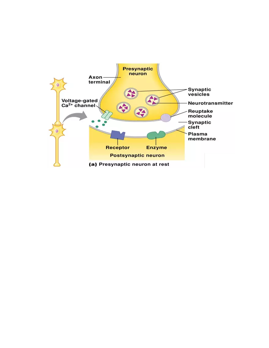 Mechanism of Nerve Impulse Conduction - Page 4