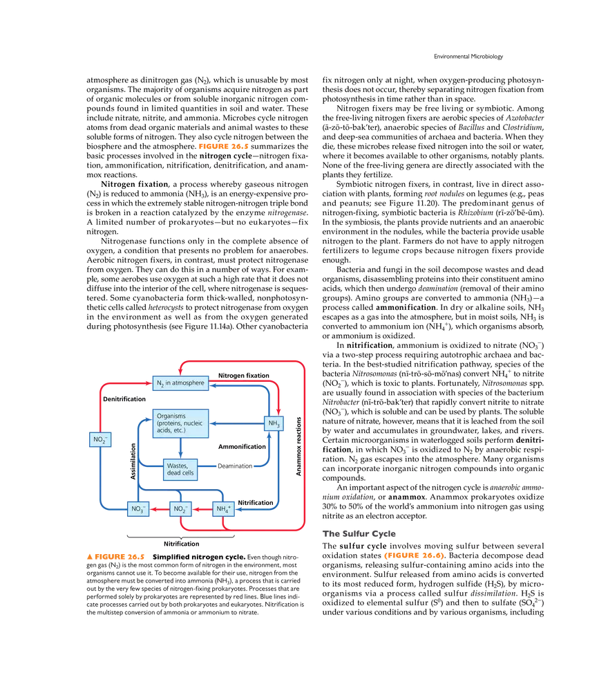 Microbial Ecology and Microbiomes - Page 14