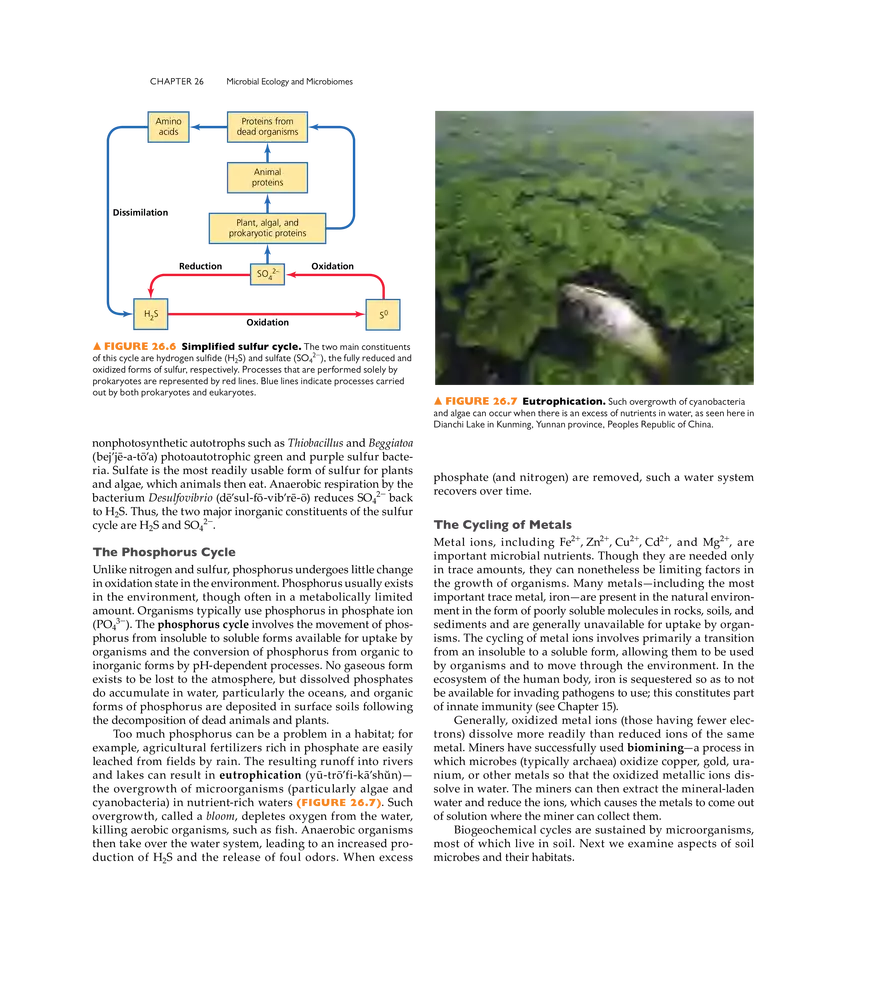 Microbial Ecology and Microbiomes - Page 15