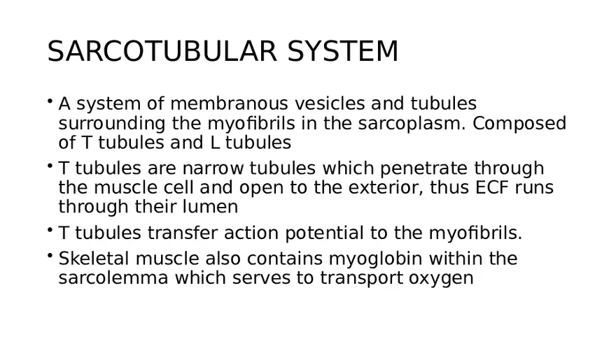 Muscle Structure - Page 7