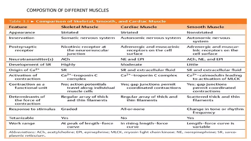 Muscle Structure - Page 13