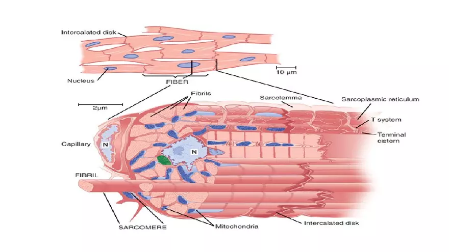 Muscle Structure - Page 16