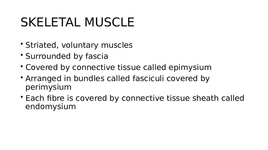 Muscle Structure - Page 17
