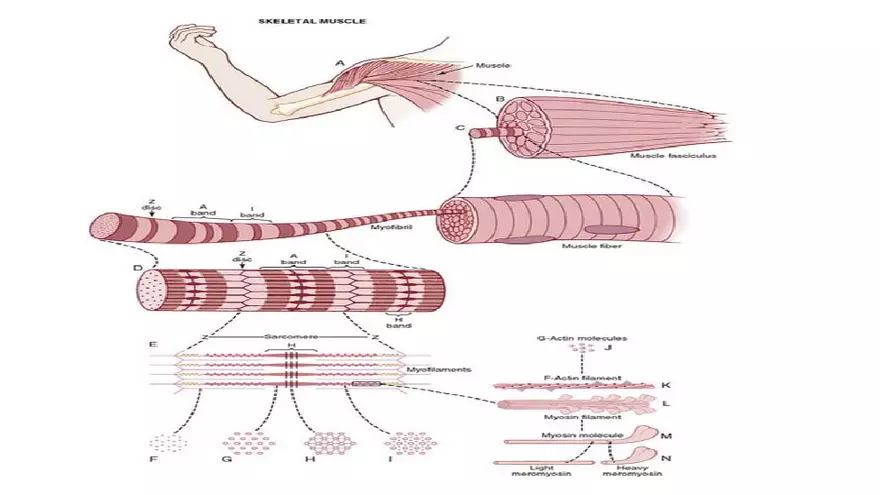 Muscle Structure - Page 18