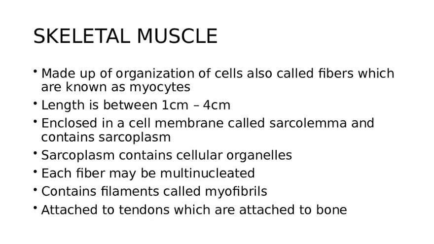 Muscle Structure - Page 19