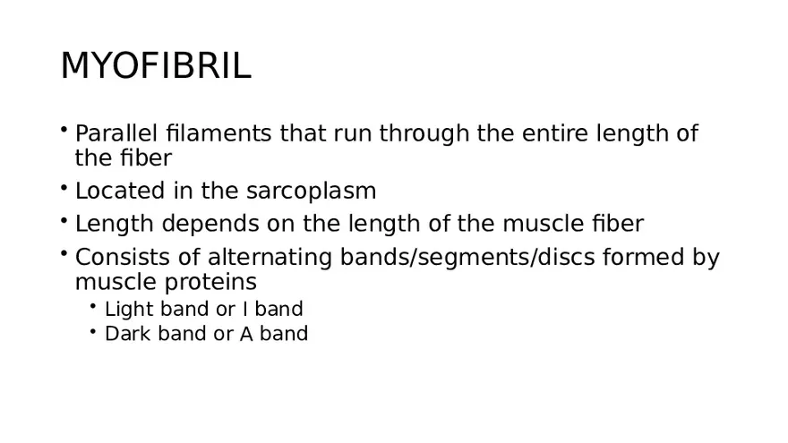 Muscle Structure - Page 20