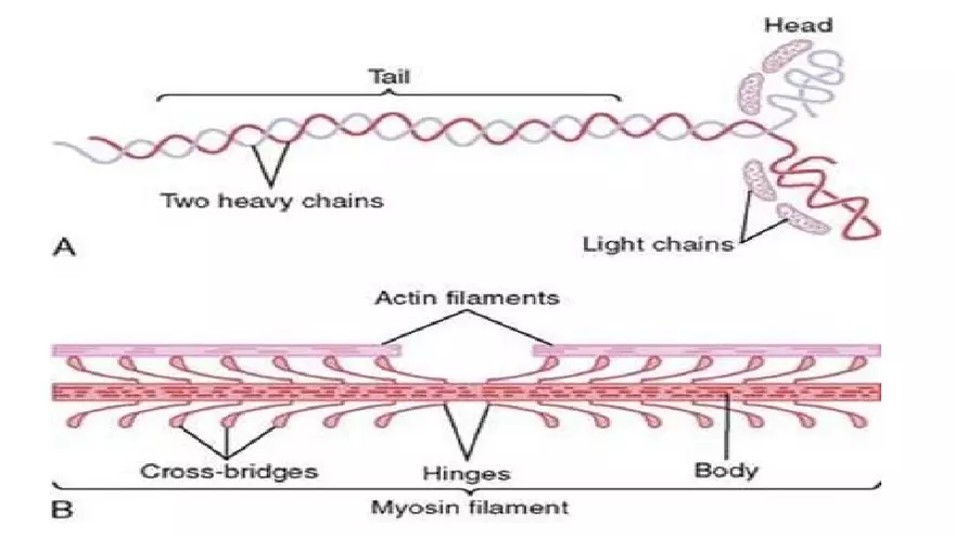 Muscle Structure - Page 3