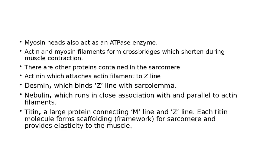 Muscle Structure - Page 6