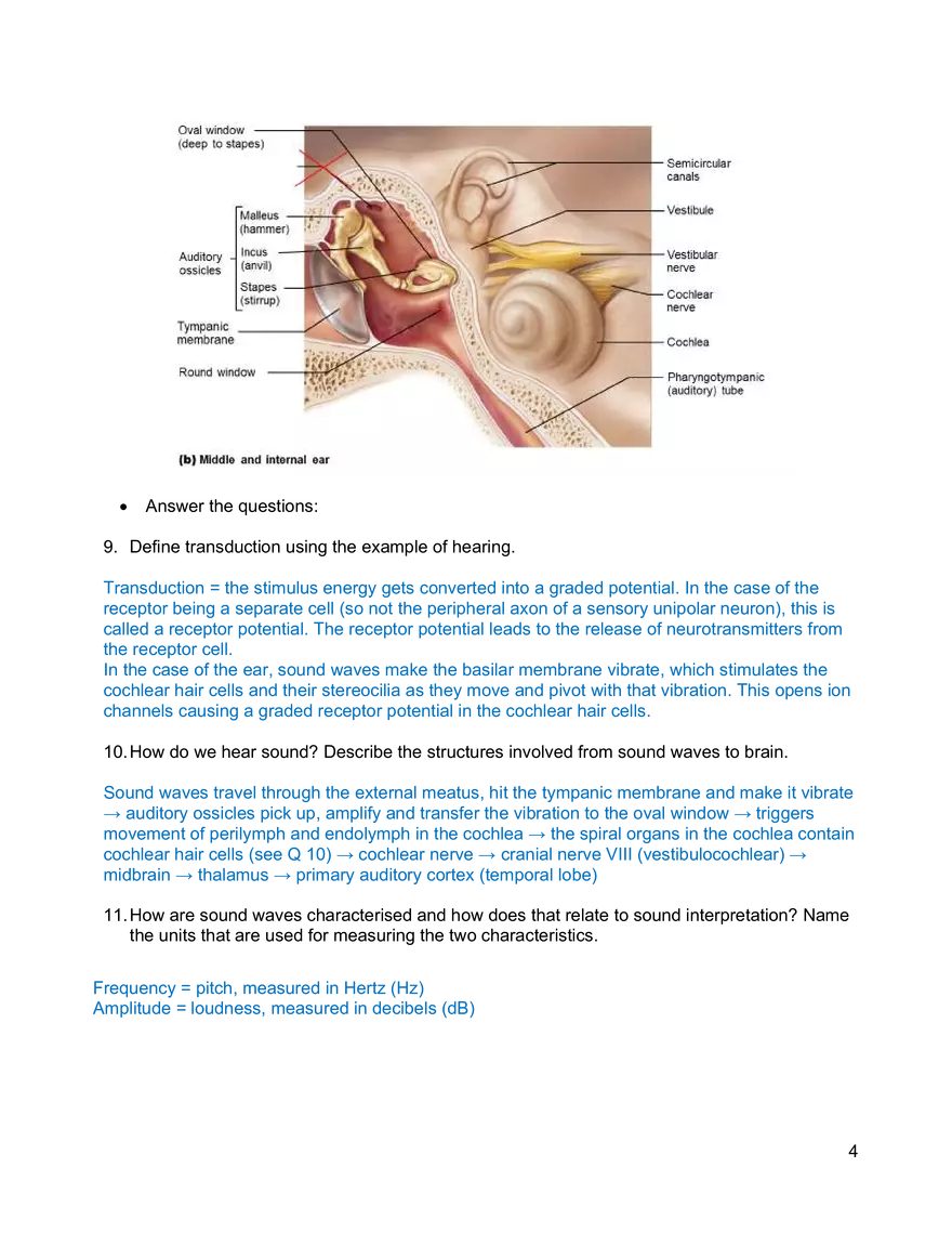 Senses Worksheet Week 8 - Page 4