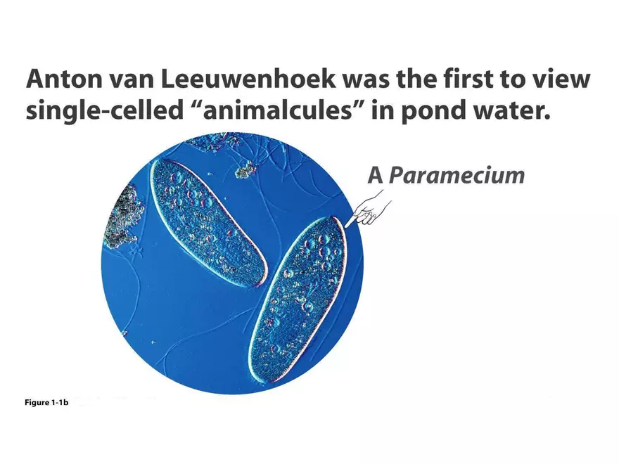 Chapter 1 A Preview of Cell Biology - Page 4