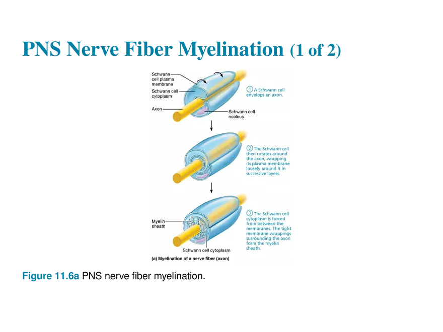 11.3  Neurons - Page 7