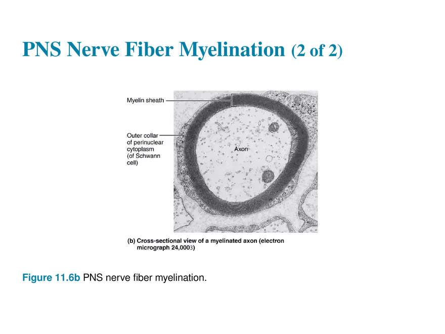 11.3  Neurons - Page 8