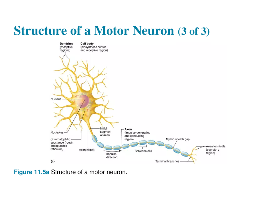 11.3  Neurons - Page 10