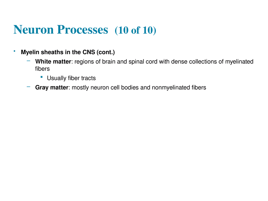 11.3  Neurons - Page 12