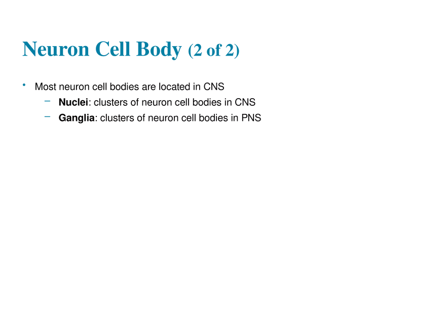 11.3  Neurons - Page 13