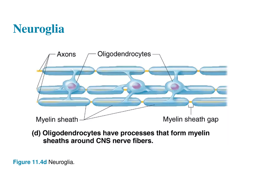 11.3  Neurons - Page 14