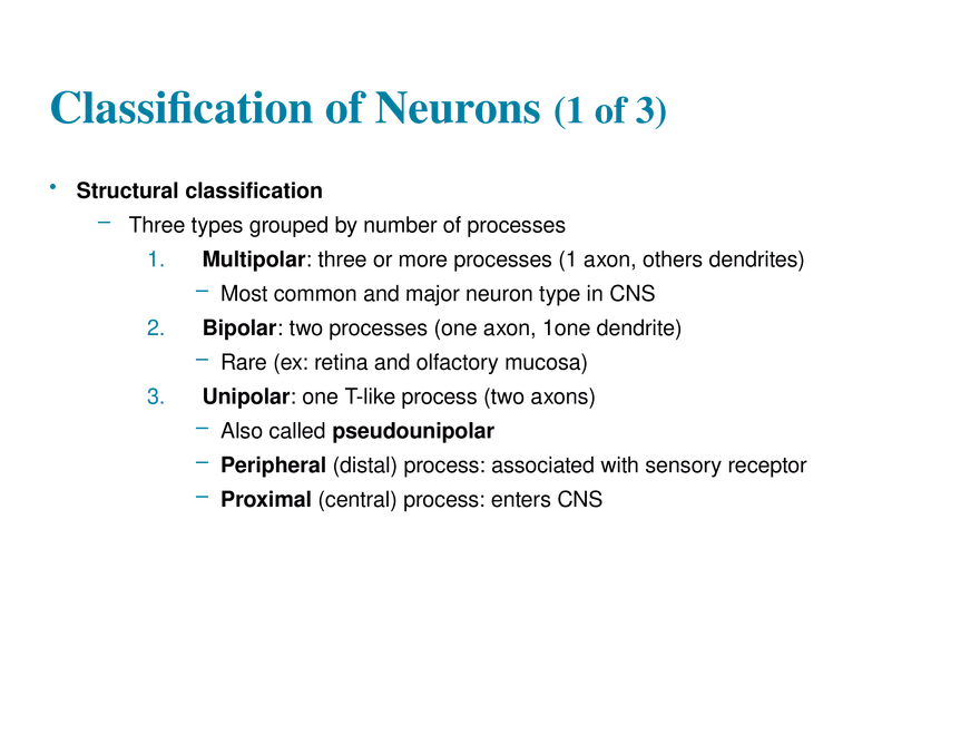11.3  Neurons - Page 15