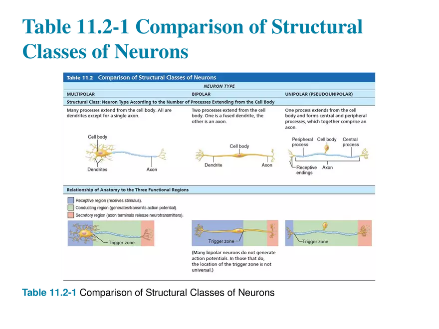 11.3  Neurons - Page 16