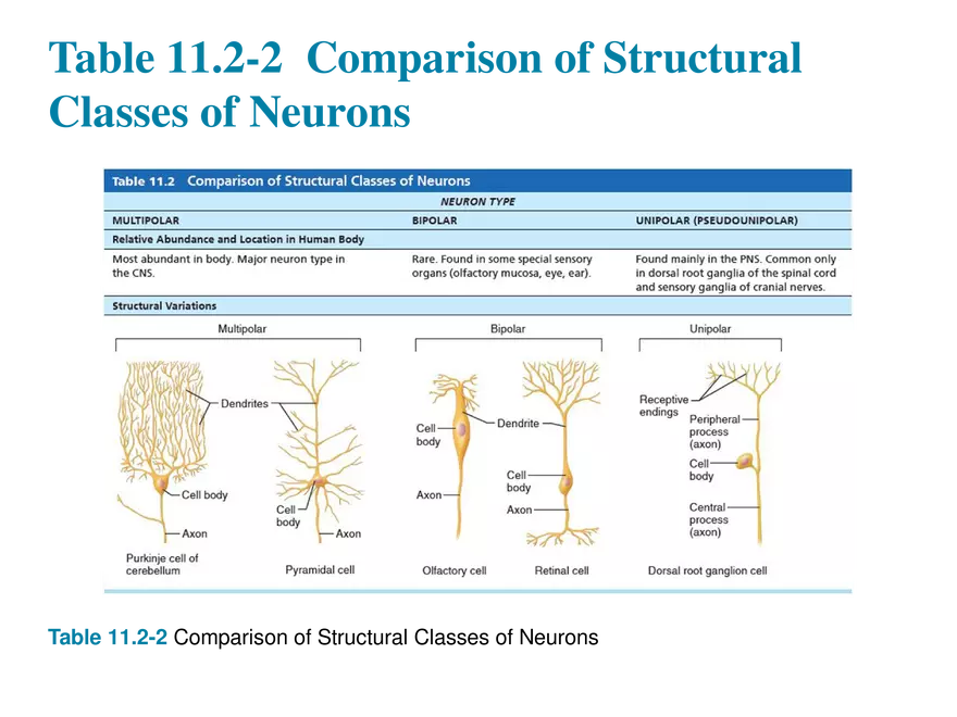 11.3  Neurons - Page 17