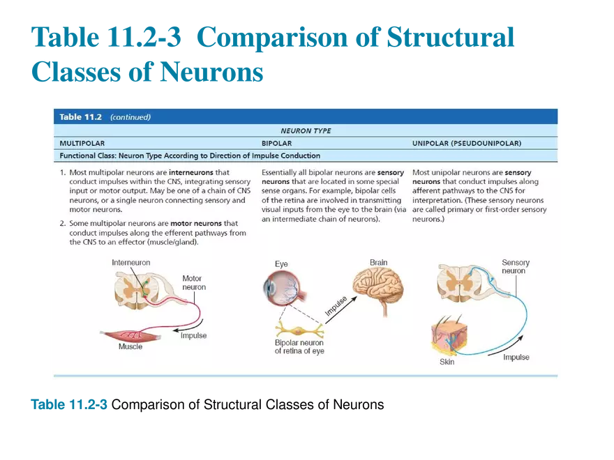 11.3  Neurons - Page 20