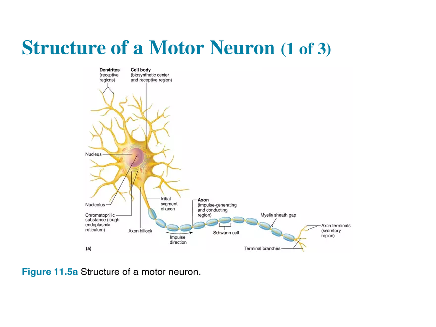 11.3  Neurons - Page 23