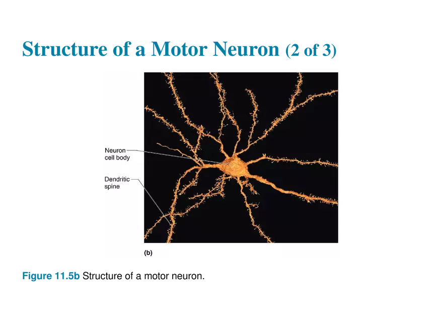 11.3  Neurons - Page 25
