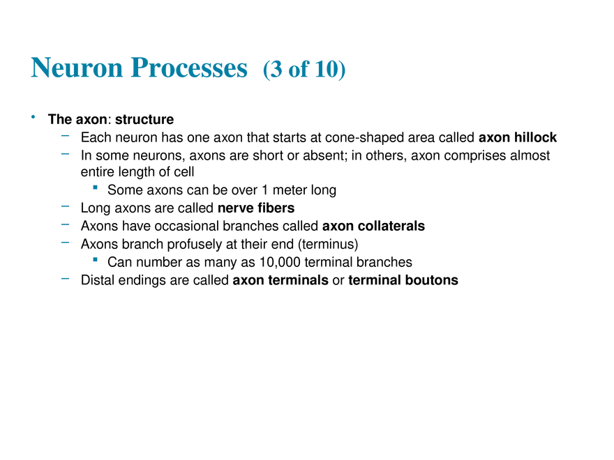 11.3  Neurons - Page 26