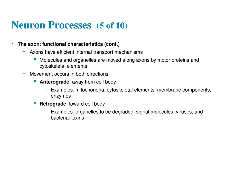11.3  Neurons - Page 3