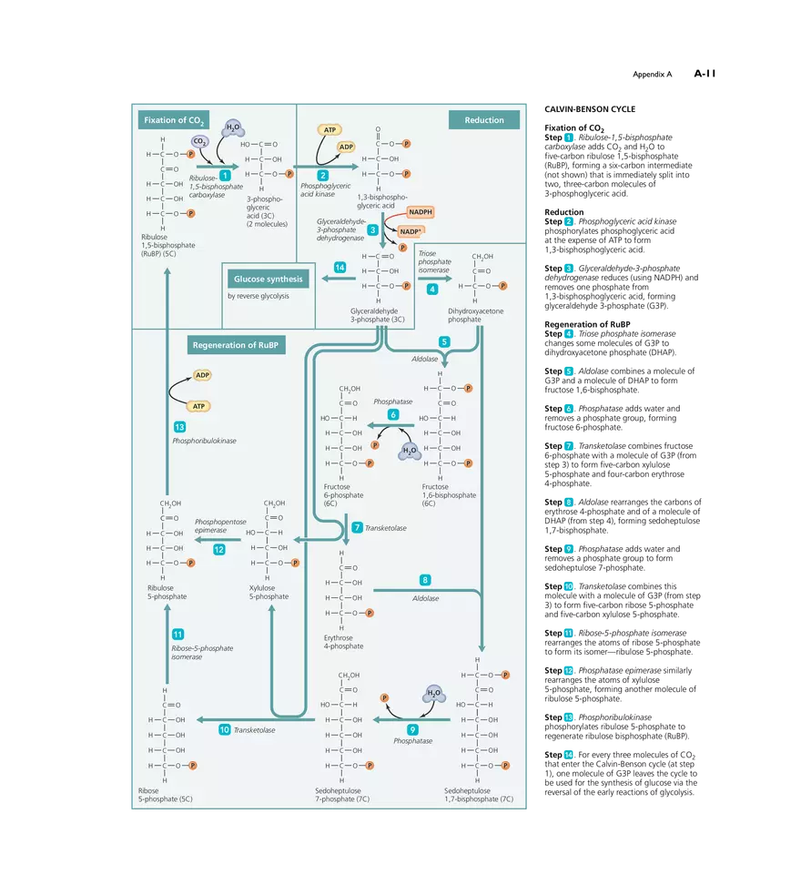Appendix A Metabolic Pathways - Page 7