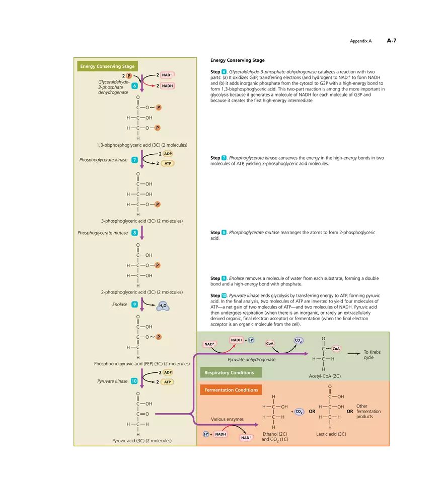 Appendix A Metabolic Pathways - Page 3