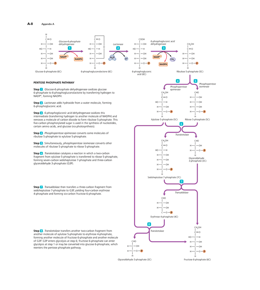 Appendix A Metabolic Pathways - Page 4