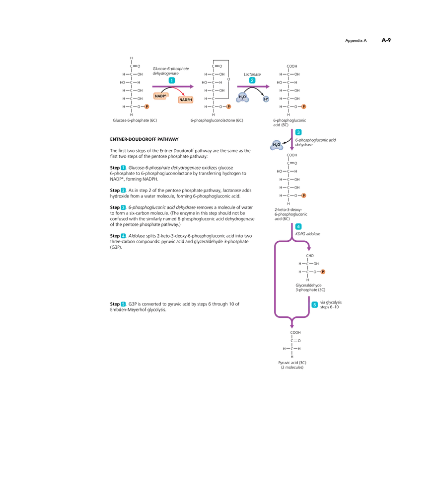 Appendix A Metabolic Pathways - Page 5