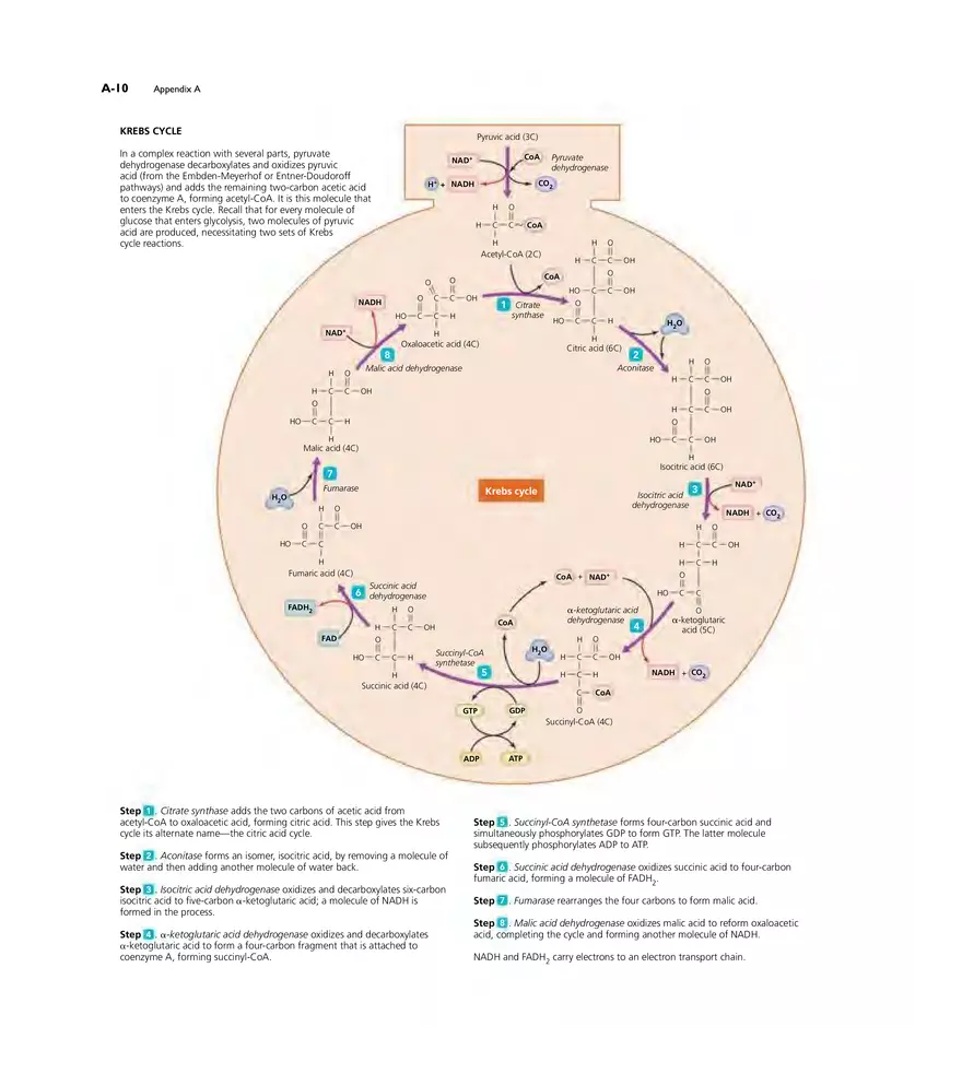 Appendix A Metabolic Pathways - Page 6