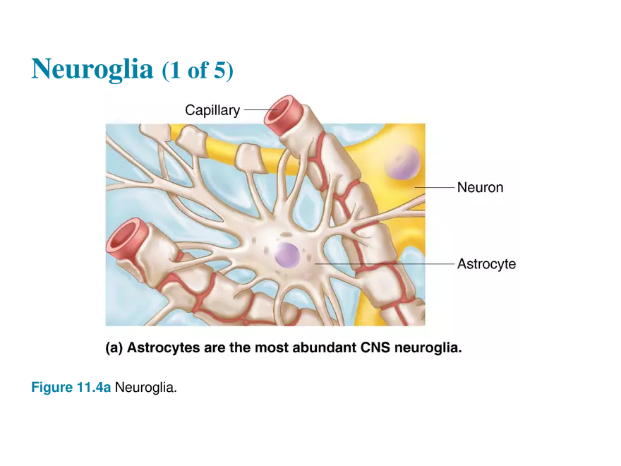 11.2  Neuroglia - Page 8
