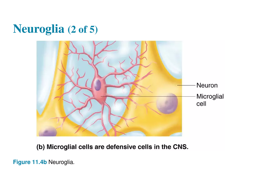 11.2  Neuroglia - Page 10