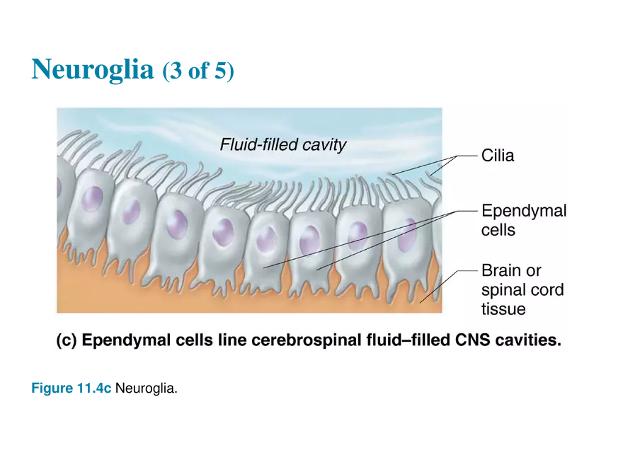 11.2  Neuroglia - Page 12