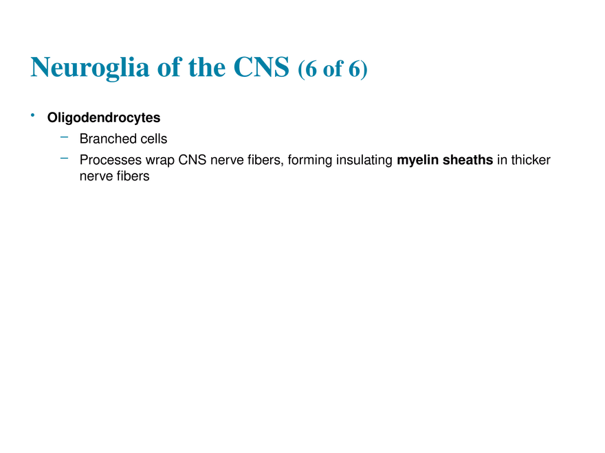 11.2  Neuroglia - Page 13