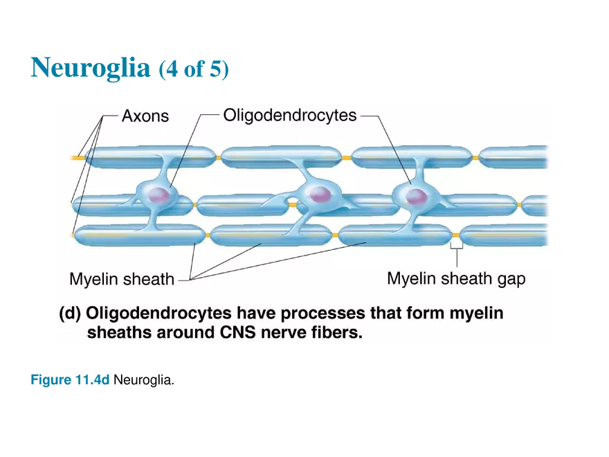 11.2  Neuroglia - Page 3