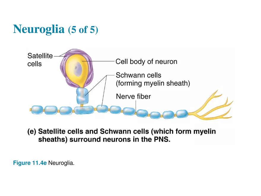 11.2  Neuroglia - Page 5